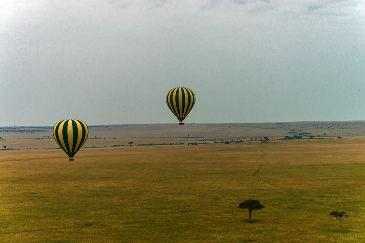 Balloon safaris