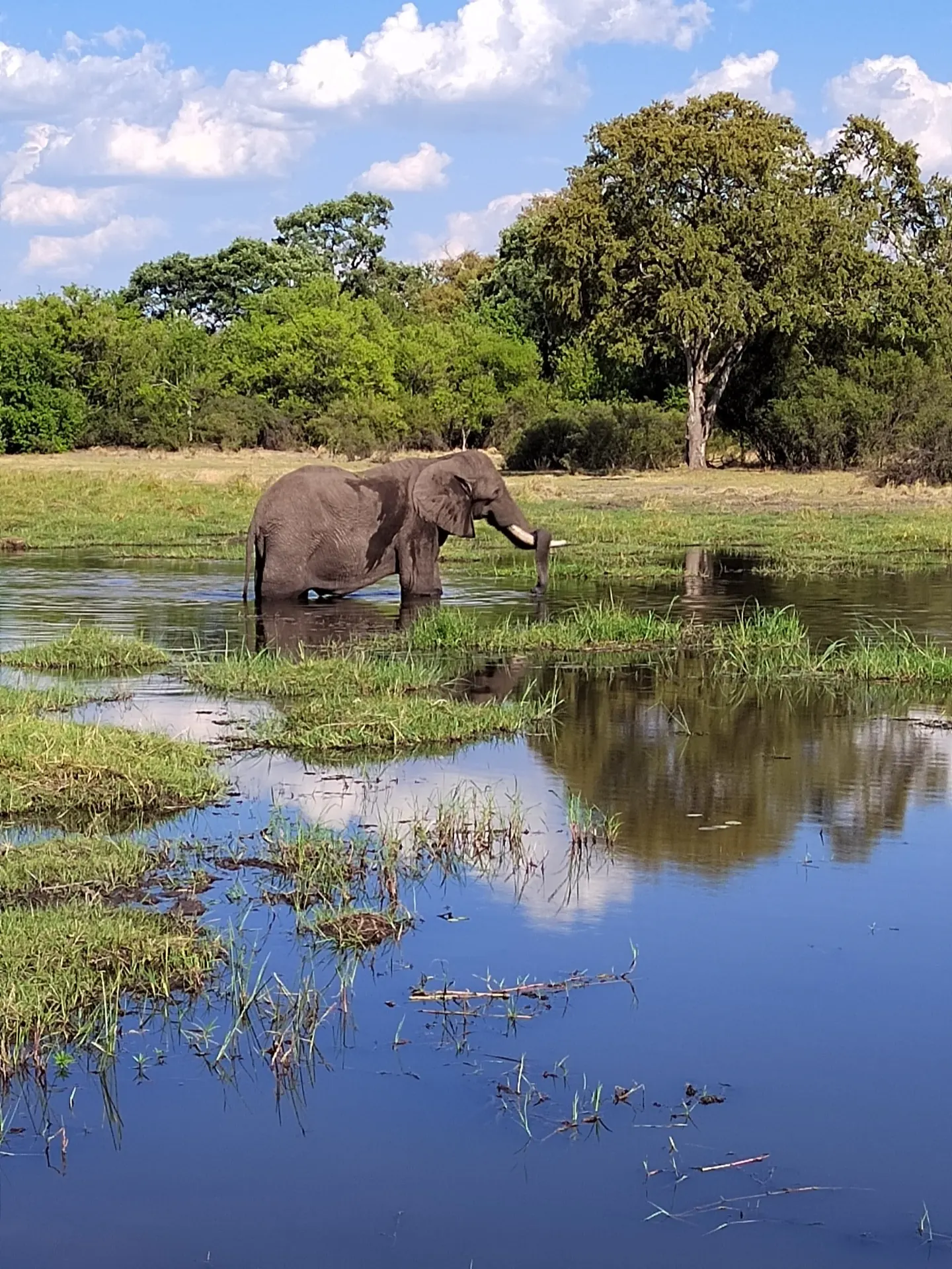 An elephant stands in a shallow floodplain pool, reflected in the still water