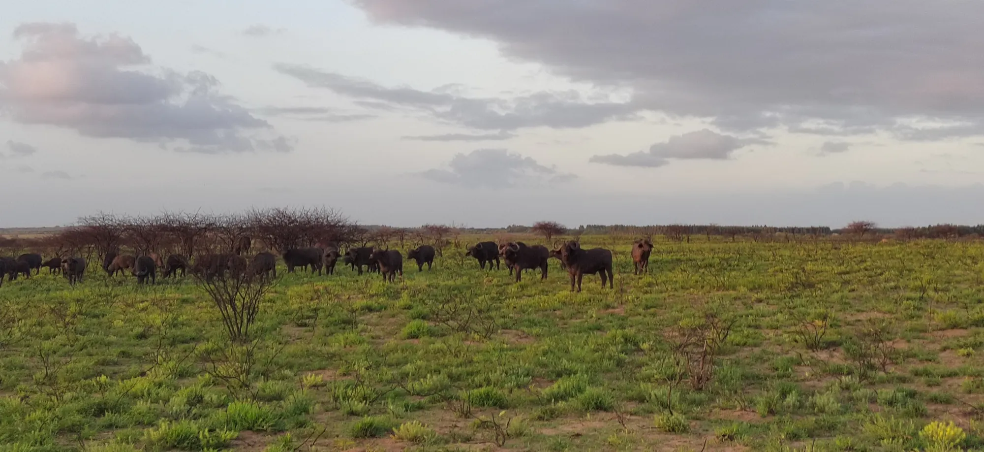 A herd of buffalo spreads across open grassland under a pink evening sky