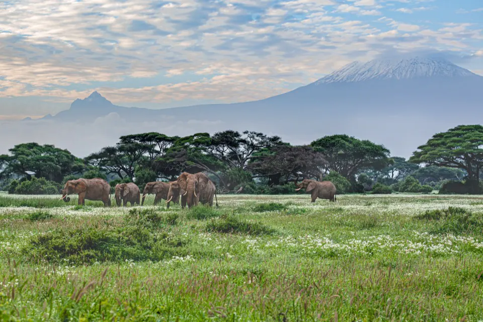 Walking safaris