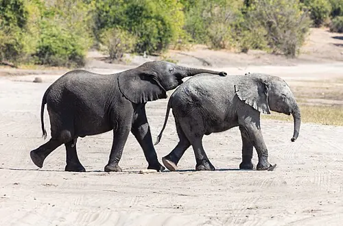 Botswana — Water and wilderness