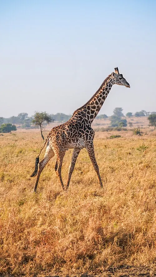 Tanzania — Endless plains