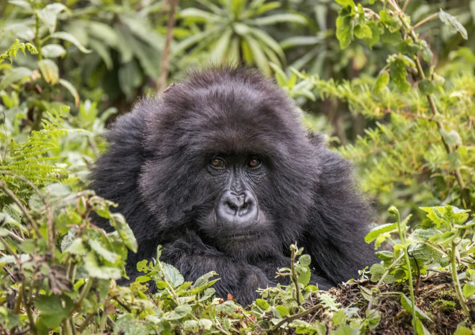 Gorilla trekking
