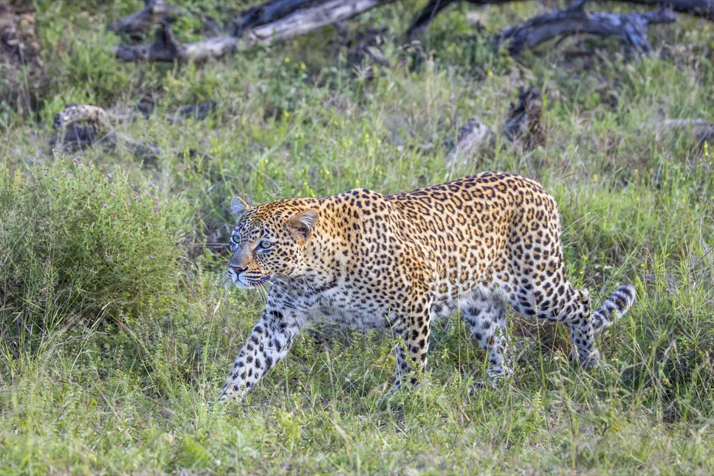 South Africa — Cape to Kruger