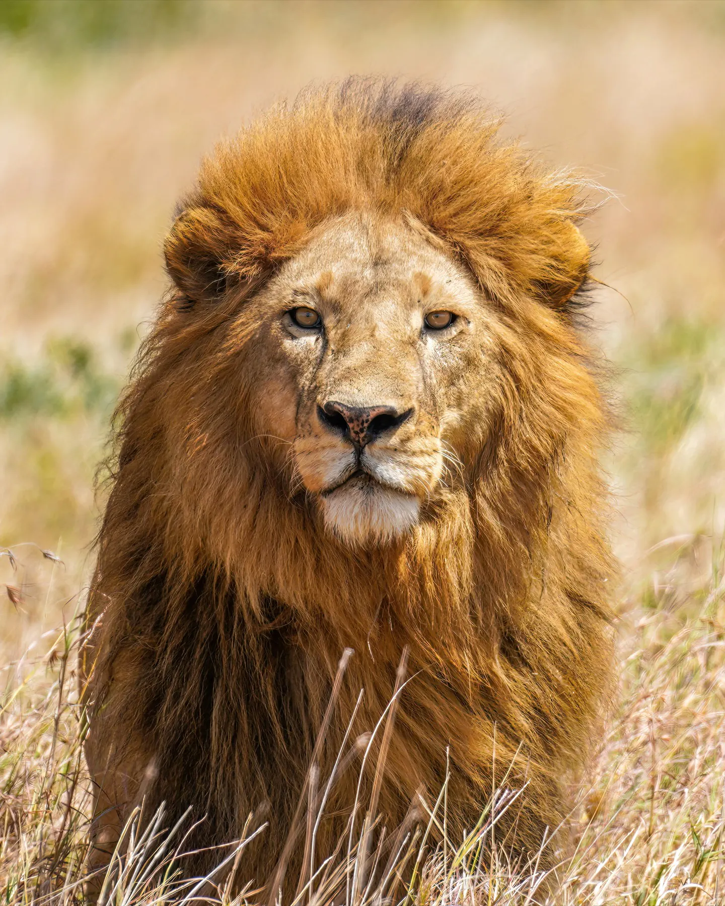 A male lion looks directly at the camera in golden evening light