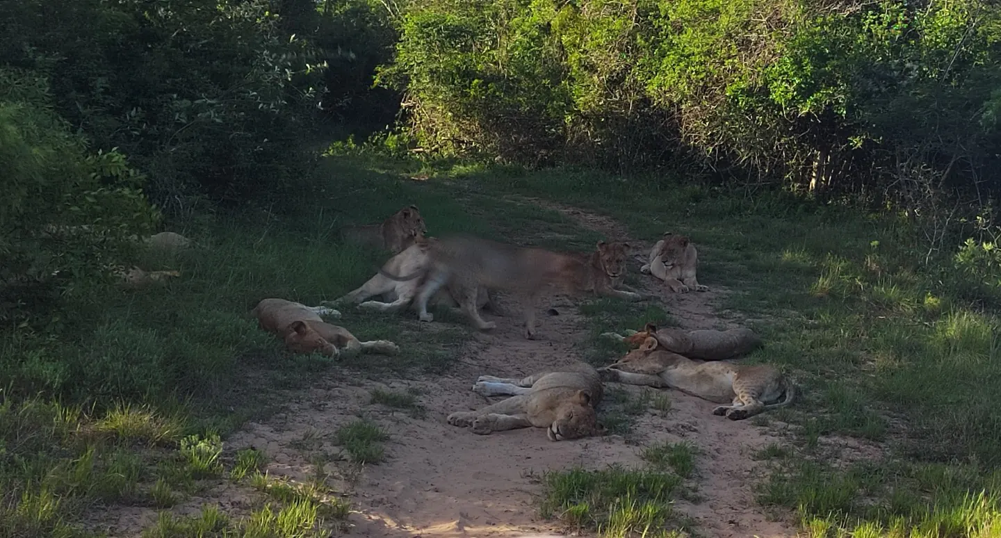 A pride of lions rests on a sandy track in green bush