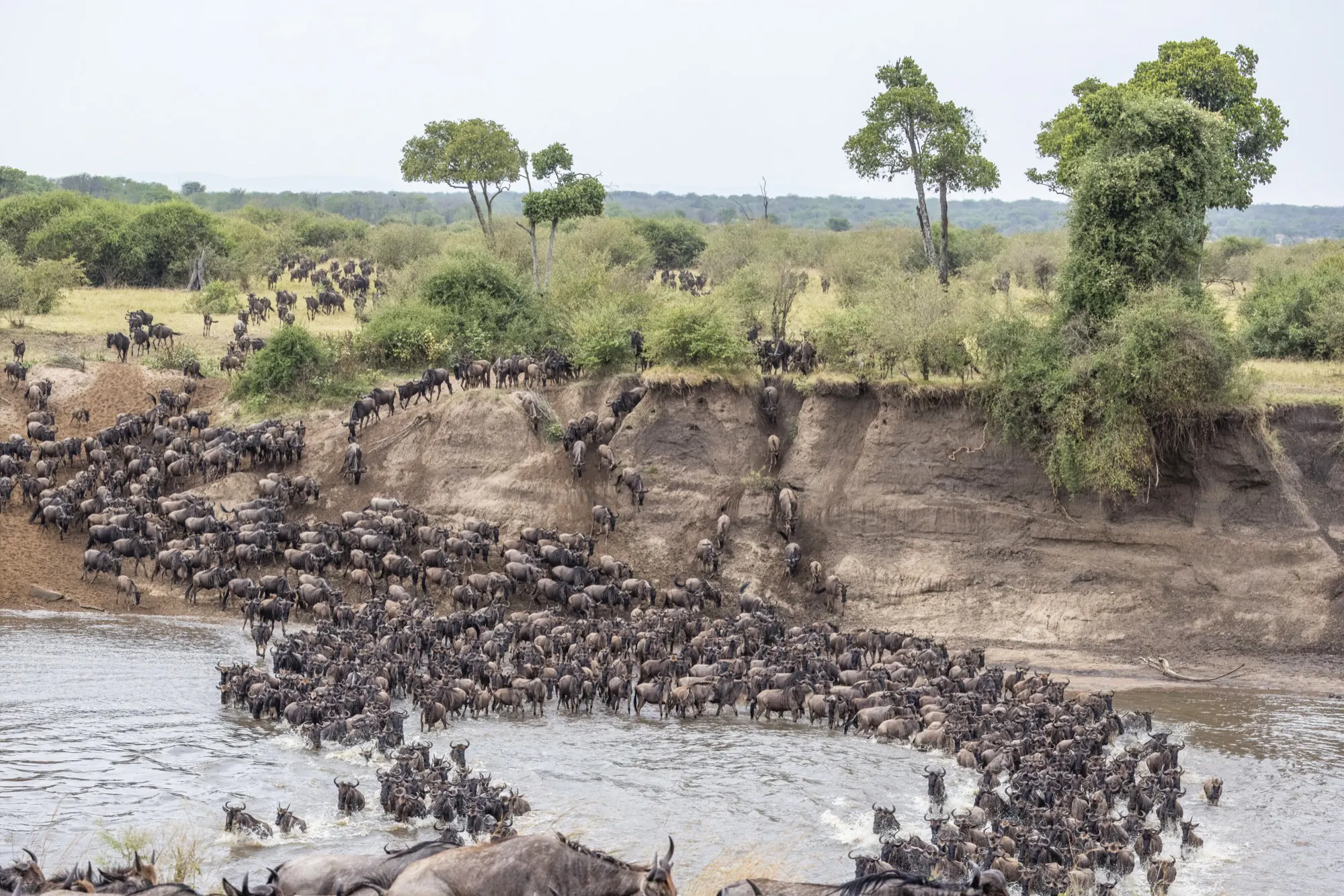 Wildebeest cross the Mara River during the Great Migration