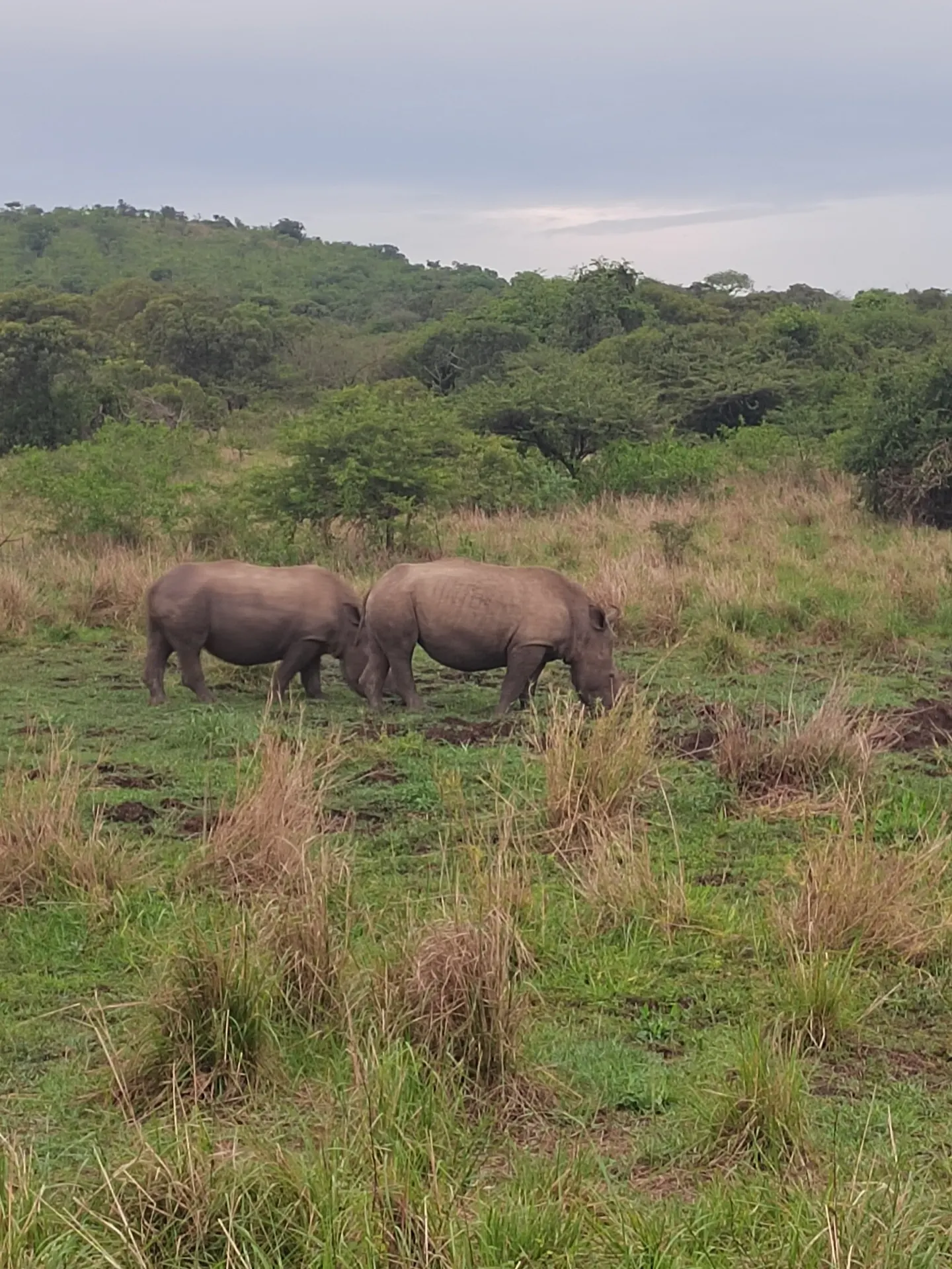 Two white rhinos graze side by side in green grassland